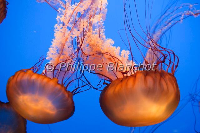 chrysaora fuscescens.JPG - Chrysaora fuscescensSea nettleMéduseCnidaria, Scyphozoa, Semaeostomeae, PelagiidaeAquarium de Monterey, Californie, Etats-Unis